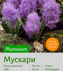  Мускари (Muscari) Plumosum